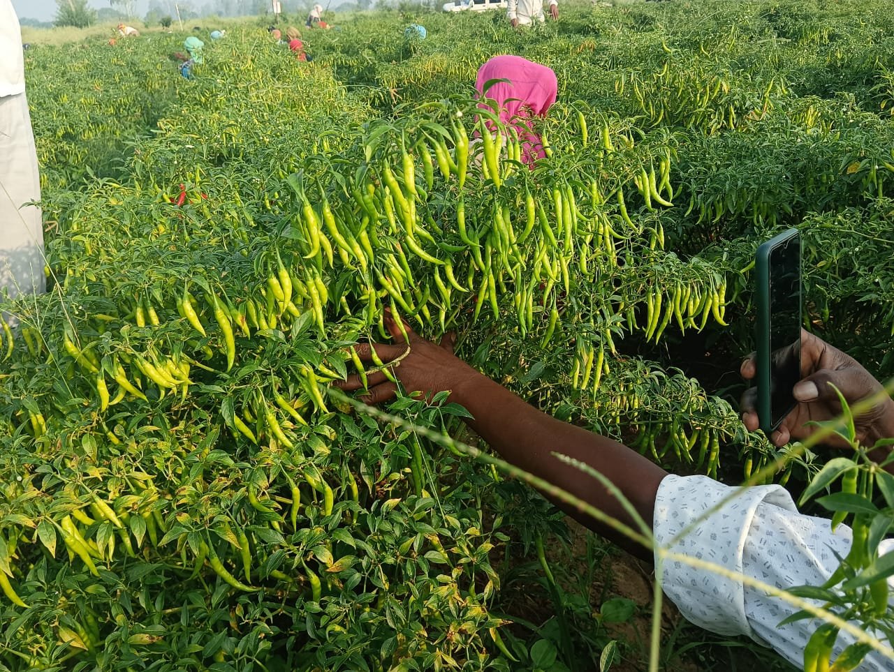 LIVELHOOD  AND ENTREPRISE DEVELOPMENT